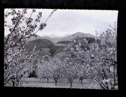 Cp, 66, Massif Du Canigou, Printemps En Vallespir, Vierge, Ed. Theojac - Andere & Zonder Classificatie