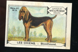 Meurisse - Ca 1930 - 67 - Les Chiens, Dogs - 9 - Bloodhound - Andere & Zonder Classificatie