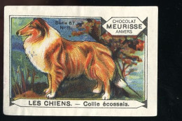 Meurisse - Ca 1930 - 67 - Les Chiens, Dogs - 11 - Collie écossais - Sonstige & Ohne Zuordnung