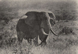 OLD SOLITARY ELEPHANT CONGO BELGE - Elefanten