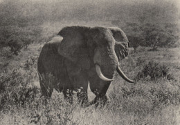 OLD SOLITARY ELEPHANT CONGO BELGE - Elefanti