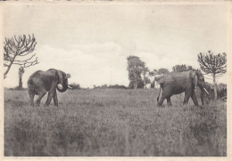 ELEPHANTS  PLAIN OF LAKE EDWARD - Elefanten