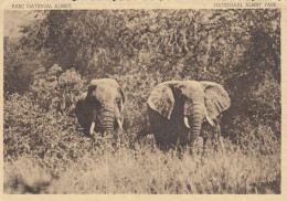 OLIFANTEN EDWARD MEER VLAAAKTE  ELEPHANT CONGO BELGE - Elephants