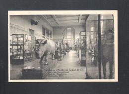 TERVUEREN - MUSEE DU CONGO BELGE - SALLE DES MAMMIFERES - NELS  (14.191) - Tervuren