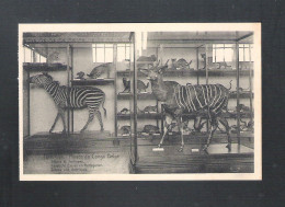 TERVUEREN - MUSEE DU CONGO BELGE - ZEBRES ET ANTILOPES - NELS  (14.193) - Tervuren