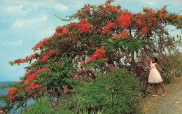 FRANCE - Martinique - L'Ile Aux Fleurs : Flamboyant Et Bougainvillée - Animé - Carte Postale Ancienne - Altri & Non Classificati