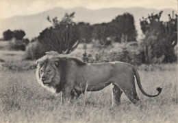 LION  MALE VISTSHUMBI  PLAINE DU LAC EDWARD CONGO BELGE - Leones