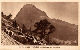 LES PYRENEES Paturages En Montagne - Altri & Non Classificati