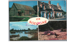 EN SOLOGNE - Maison Ancienne Colombage Marais Un Couple De Faisan Oiseau Bird - Other & Unclassified