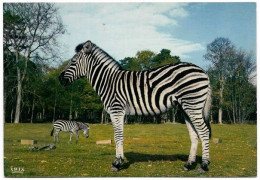 ZEBRES Au Château De THOIRY - Zebra's