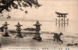 N°1346 W -cpa The God Deer -at Matsusara -Itsukushima- - Andere & Zonder Classificatie