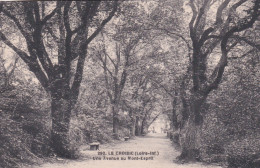 44 - LE CROISIC - Une Avenue Au Mont Esprit - Le Croisic