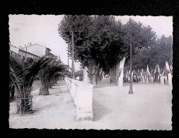 Cp, 66, Perpignan, Les Palmiers Et L'allée Des Platanes, Voyagée 1957, Ed. Narbo, N° 8 - Perpignan