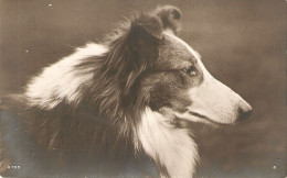 "Head Of Dog" Old Vintage English Photo Postcard - Hunde