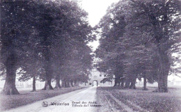 WESTERLOO -  Tilleuls De L'abbaye - Dreef Der Abdij - Westerlo