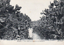 CPA -  Algérie - BLIDA - Une Allée De Figuiers De Barbarie - Scene & Tipi