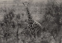 GIRAFFE  CONGO BELGE - Giraffes