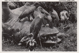 VULTURES AND MARABOU STORKS CONGO BELGE - Oiseaux