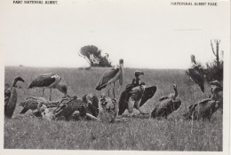 GIEREN EN MARABOES CONGO BELGE - Birds