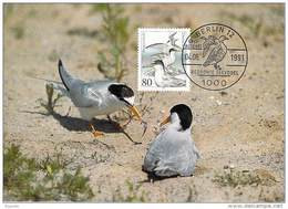 ALLEMAGNE BUnD CARTE MAXIMUM NUM-YVERT 1368 OISEAUX PROTECTION DE LA NATURE STERNE - Otros & Sin Clasificación