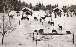 3389 BRAUNLAGE, Gaststätte Königskrug, Wildfütterung, 196 - Braunlage