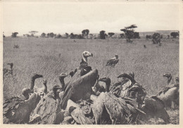 VULTURES VAUTOURS PLAIN OF LAKE EDWARD CONGO BELGE - Birds