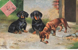 CHIEN #FG56642 TECKEL DACHSHUNG DACKEL GROUPE DE CHIENS NOIRS ET MARRONS - Hunde