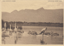 PELICANS AIGRETTES TANTALE IBIS LAC  EDWARD CONGO BELGE - Oiseaux