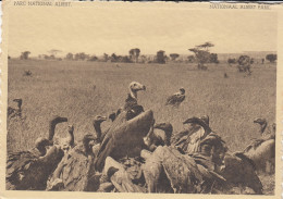 VAUTOURS PLAINE DU  LAC  EDWARD CONGO BELGE - Oiseaux