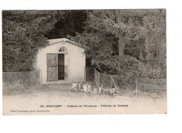 78 SONCHAMP, Château De Pinceloup, Chèvres Du Sénégal. - Sonstige & Ohne Zuordnung