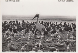 COLONIE D OISEAUX AQUATIQUE AU   LAC  EDWARD CONGO BELGE - Oiseaux