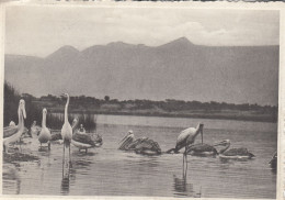 PELICANS AIGRETTES TANTALE IBIS  LAC  EDWARD CONGO BELGE - Oiseaux