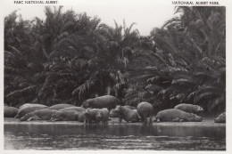 NIJLPAARDEN  HIPPOPOTAMES  EDWARD MEER VLAKTE CONGO BELGE - Hippopotamuses