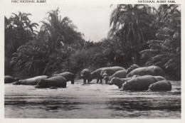 HIPPOPOTAMES PLAINE DU LAC  EDWARD CONGO BELGE - Ippopotami