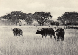 BUFFALOES  BUFFLE PLAIN OF LAKE  EDOUARD CONGO BELGE - Other & Unclassified