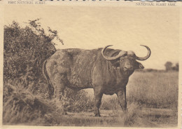 BUFFLE PLAINE DU LAC  EDOUARD CONGO BELGE - Other & Unclassified