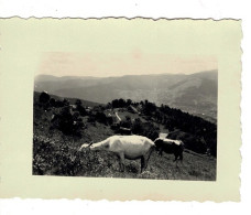 Ref 1 - Photo :  Hohrodberg ,pasturage Le Kleinkopf ,  Alsace  - France . - Europa