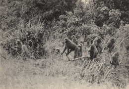 GROUPE DE CYNOCEPHALES PLAINE DU LAC EDOUARD CONGO BELGE - Monkeys