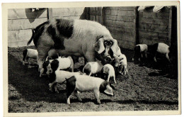 1.12.29 GERMANY, PIGS, 1939, POSTCARD - Cochons