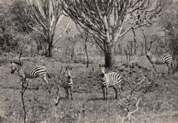 ZEBRES  DANS LA PLAINE URUWITA RUANDA  CONGO BELGE - Zebre