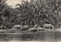 HIPPOPOTAMES BUGUGU PLAINE DU LAC EDOUARD CONGO BELGE - Hipopótamos