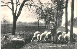 CPA Carte Postale Belgique Ostende Environs Sur La Route Troupeau De Moutons  VM80222 - Oostende