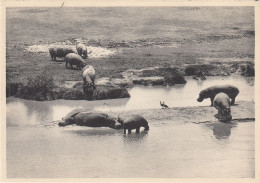 HIPPOPOTAMES ET OIES D EGYPTE  PLAINE DU LAC  EDOUARD  CONGO BELGE - Hipopótamos