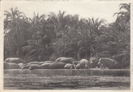 HIPPOPOTAMES PLAINE DU LAC  EDOUARD  CONGO BELGE - Nijlpaarden