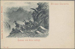 Thematics: Animals-birds Of Prey: 1897, MÜNCHEN COURIER, Bildpostkarte Mit Aufge - Aquile & Rapaci Diurni