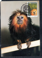 BELGIQUE BELGIE BELGIO BELGIUM 1992 ANTWERP ZOO TAMARIN 30fr MAXI CARD CARTOLINE MAXIMUM - 1991-2000