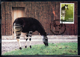 BELGIQUE BELGIE BELGIO BELGIUM 1992 ANTWERP ZOO OKAPI 15fr MAXI CARD CARTOLINE MAXIMUM - 1991-2000