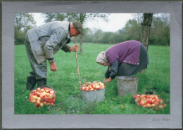 N° 035 - Normandie - Ramassage Des Pommes - Photo Olivier Manson - Basse-Normandie