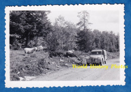 Photo Ancienne Snapshot - Route à Situer - Automobile CITROEN 2CV Arrété à Coté De Moutons - Mouton Forêt Auto - Cars