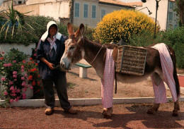 CPM - ÂNE - ÎLE De RÉ - Les ânes En Culotte ... Edition Jack - Burros